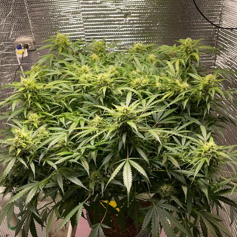 Candy Cane growlog timeline photo