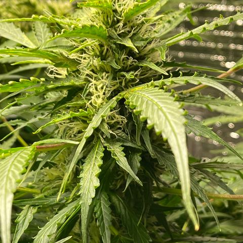 Candy Cane growlog timeline photo