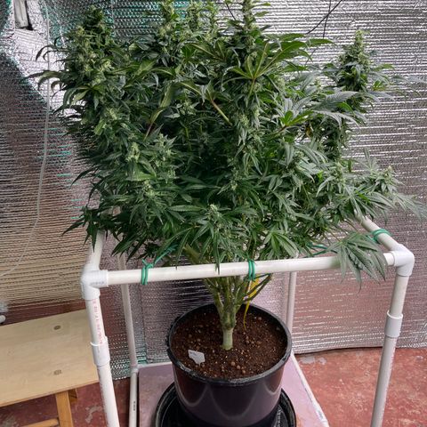 Lucyfur growlog timeline photo