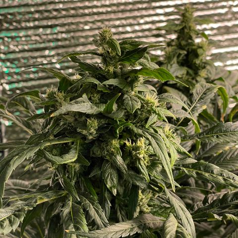 Lucyfur growlog timeline photo