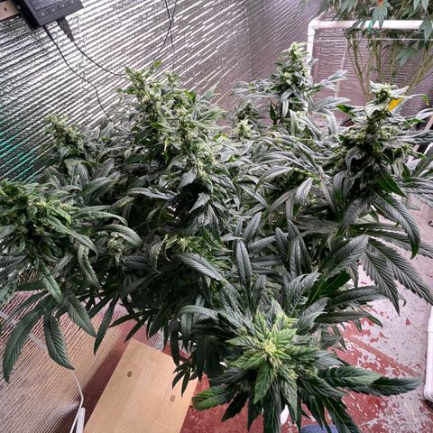 Lucyfur growlog timeline photo