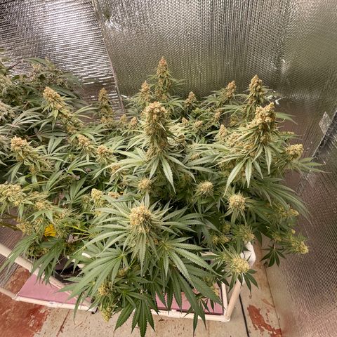 GI Jane growlog timeline photo