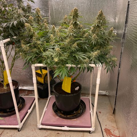 GI Jane growlog timeline photo