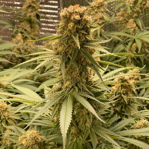 GI Jane growlog timeline photo
