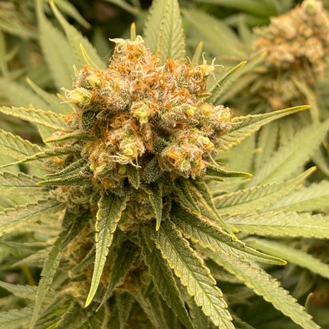 GI Jane growlog timeline photo