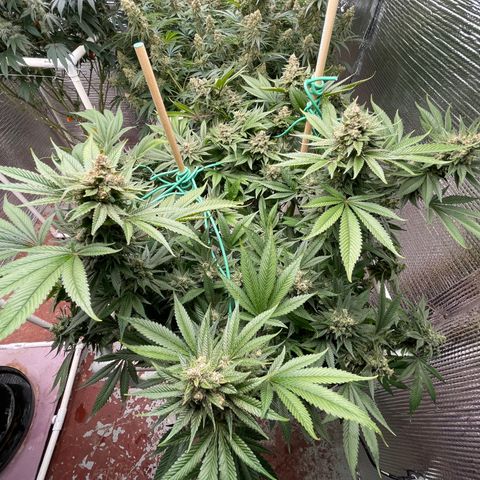 Harle Quin growlog timeline photo
