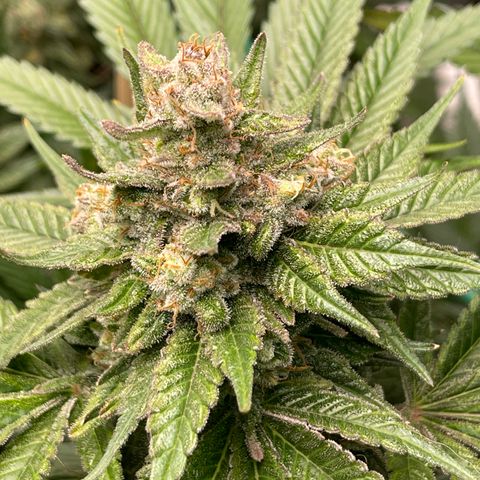 Harle Quin growlog timeline photo