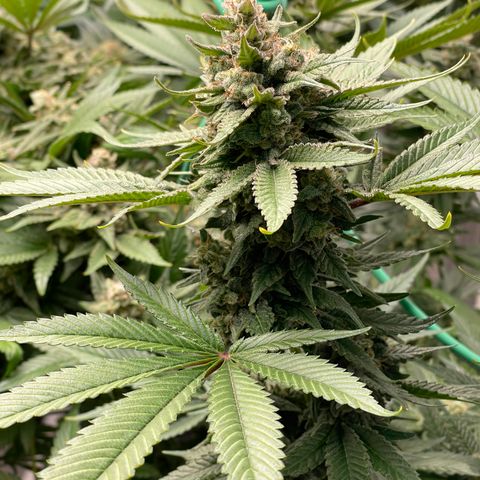 Harle Quin growlog timeline photo