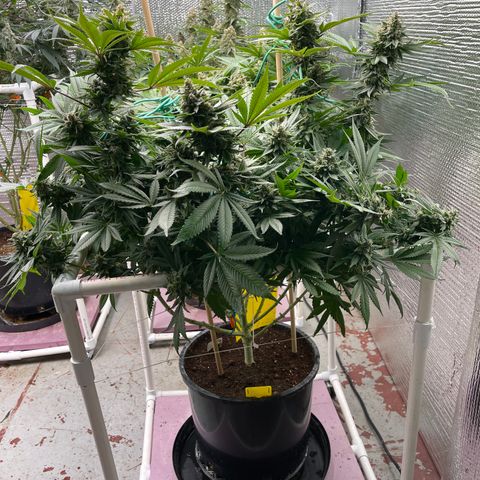 Harle Quin growlog timeline photo
