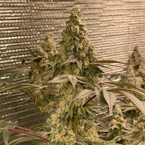 Princess Grodd growlog timeline photo