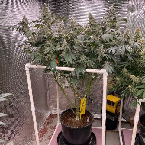 Princess Grodd growlog timeline photo