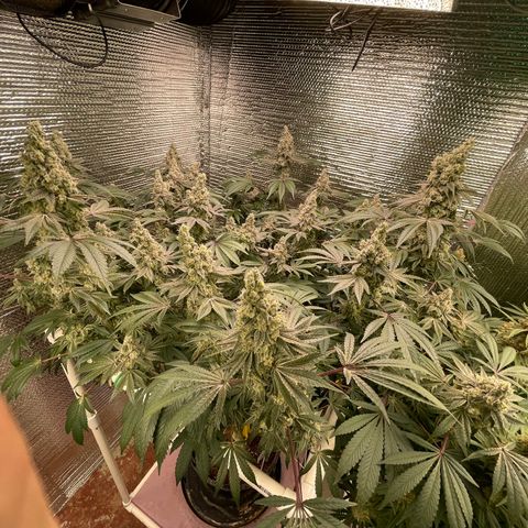 Princess Grodd growlog timeline photo