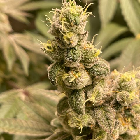 Princess Grodd growlog timeline photo