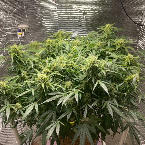 Candy Cane growlog timeline photo