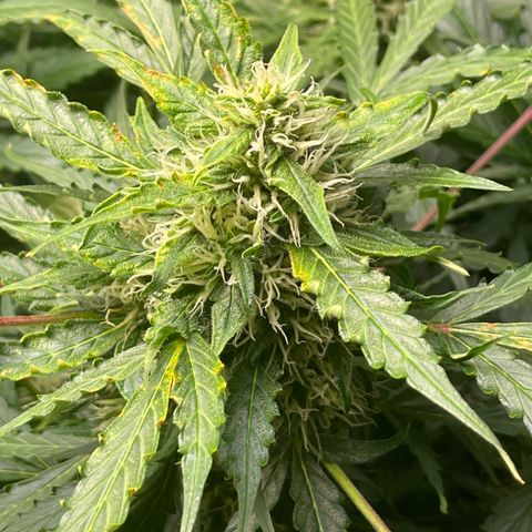 Candy Cane growlog timeline photo