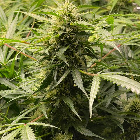 Candy Cane growlog timeline photo
