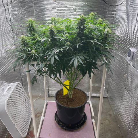 Candy Cane growlog timeline photo