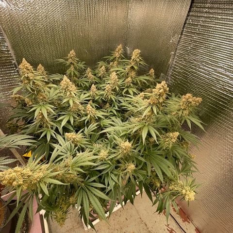 GI Jane growlog timeline photo