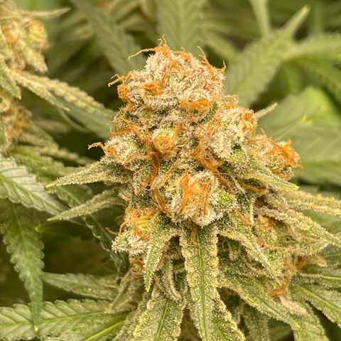 GI Jane growlog timeline photo