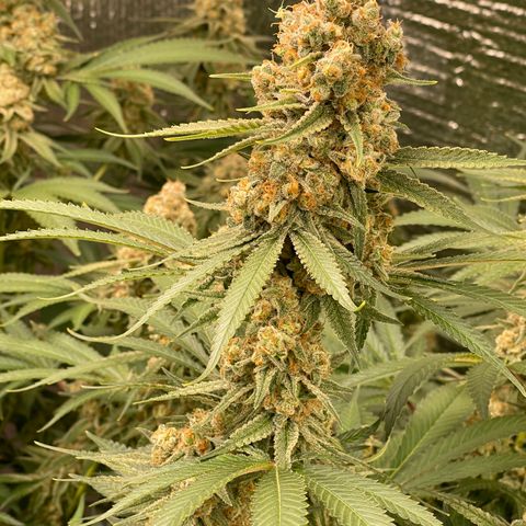 GI Jane growlog timeline photo