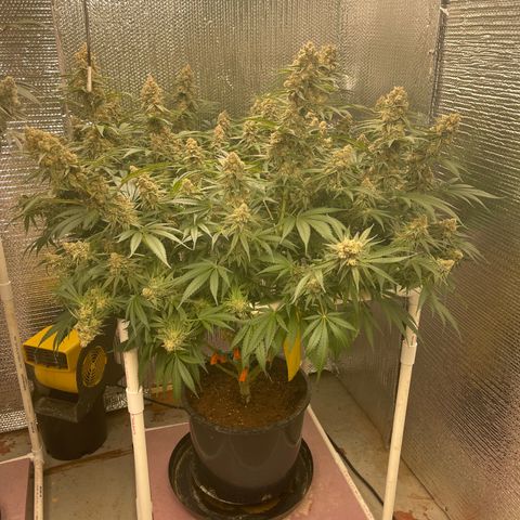 GI Jane growlog timeline photo