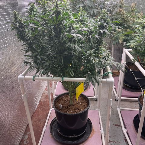 Lucyfur growlog timeline photo