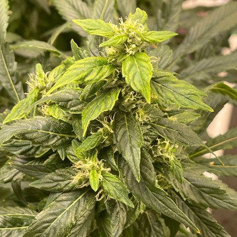 Lucyfur growlog timeline photo