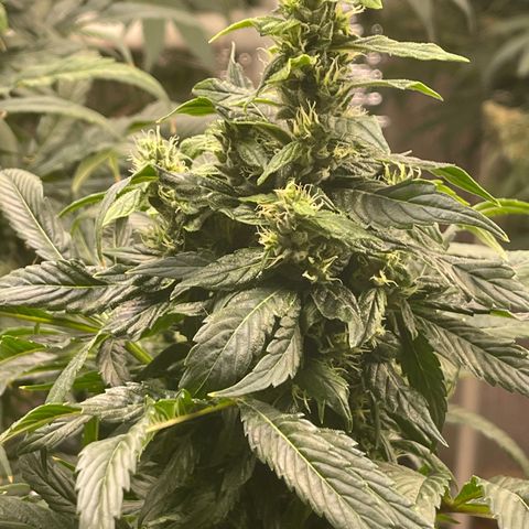 Lucyfur growlog timeline photo
