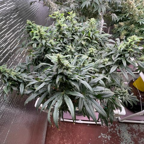 Lucyfur growlog timeline photo