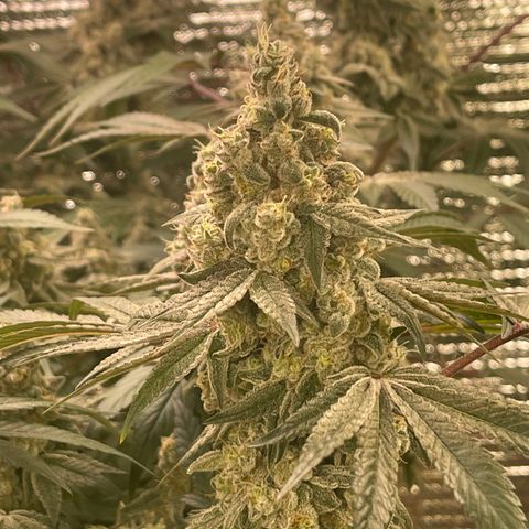 Princess Grodd growlog timeline photo