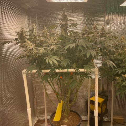 Princess Grodd growlog timeline photo
