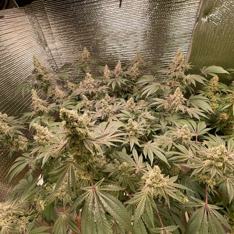 Princess Grodd growlog timeline photo