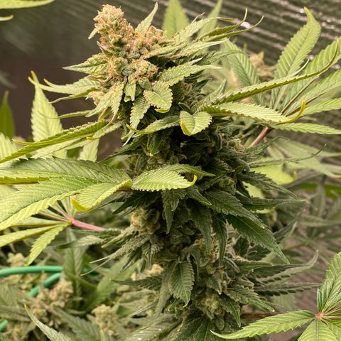 Harle Quin growlog timeline photo