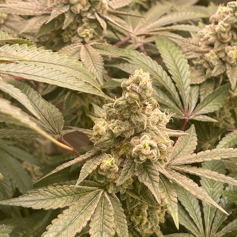 Princess Grodd growlog timeline photo