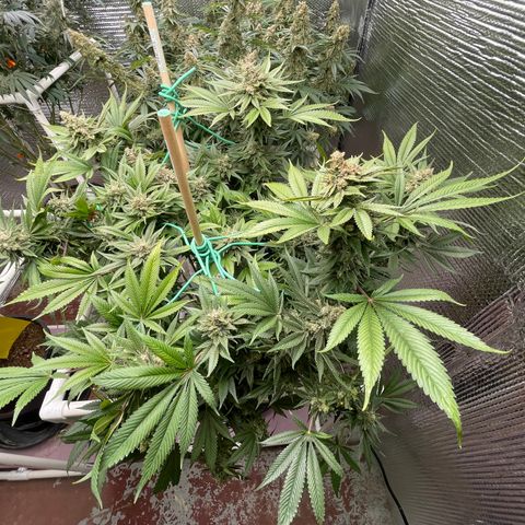 Harle Quin growlog timeline photo