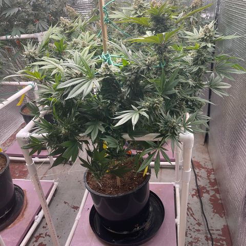 Harle Quin growlog timeline photo