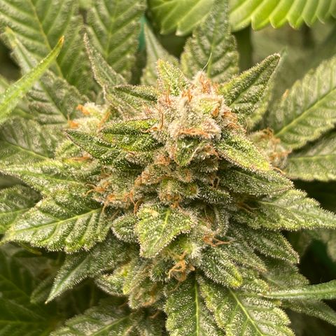 Harle Quin growlog timeline photo