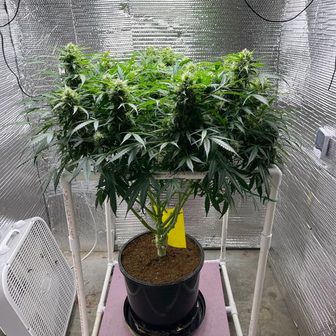 Candy Cane growlog timeline photo
