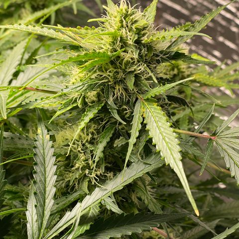 Candy Cane growlog timeline photo