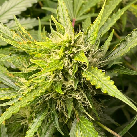 Candy Cane growlog timeline photo
