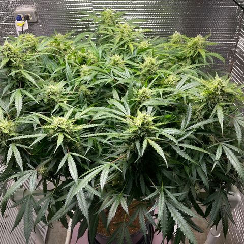 Candy Cane growlog timeline photo
