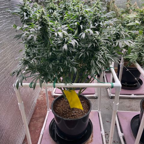 Lucyfur growlog timeline photo