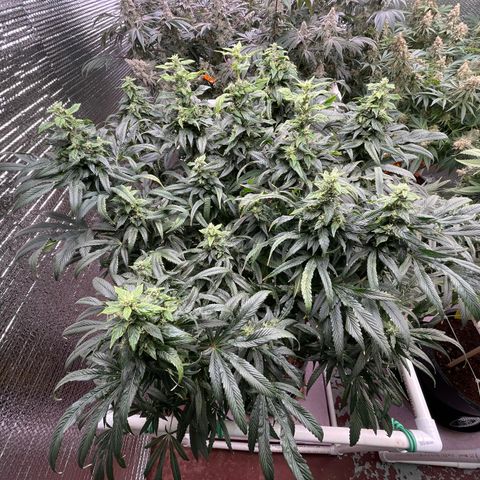 Lucyfur growlog timeline photo