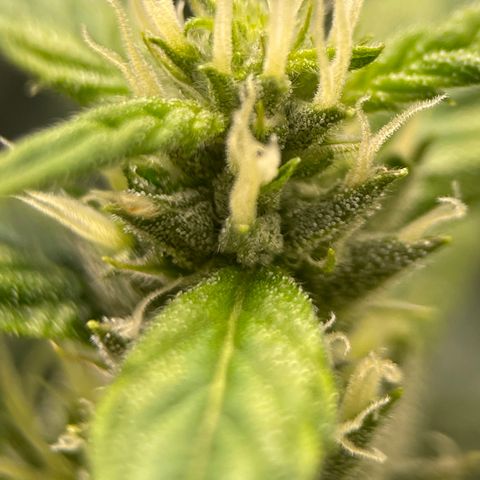 Lucyfur growlog timeline photo
