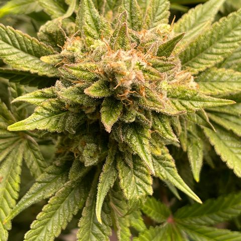 Harle Quin growlog timeline photo