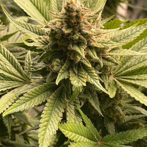 Harle Quin growlog timeline photo
