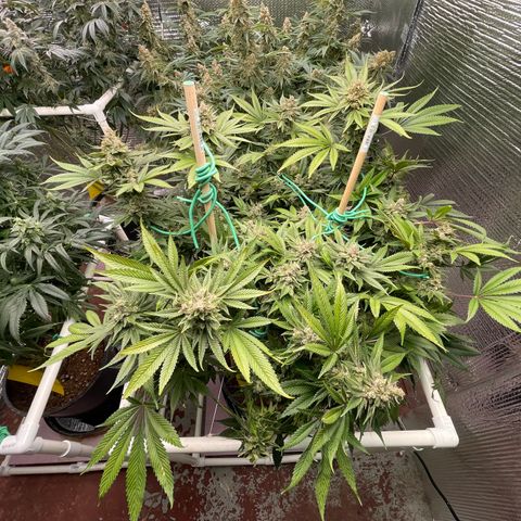 Harle Quin growlog timeline photo