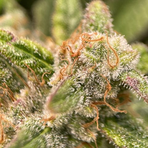 Harle Quin growlog timeline photo