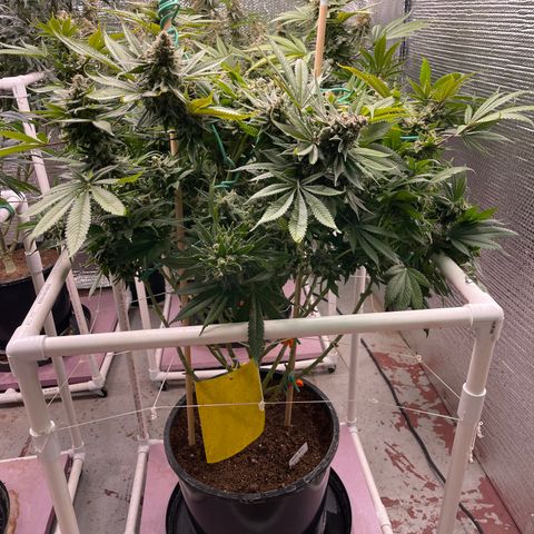 Harle Quin growlog timeline photo