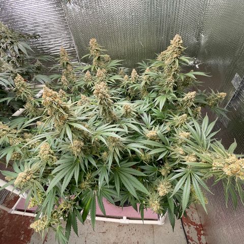 GI Jane growlog timeline photo